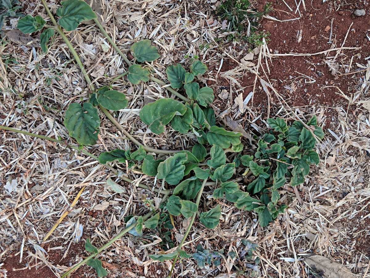 Boerhavia diffusa Boerhavia diffusa