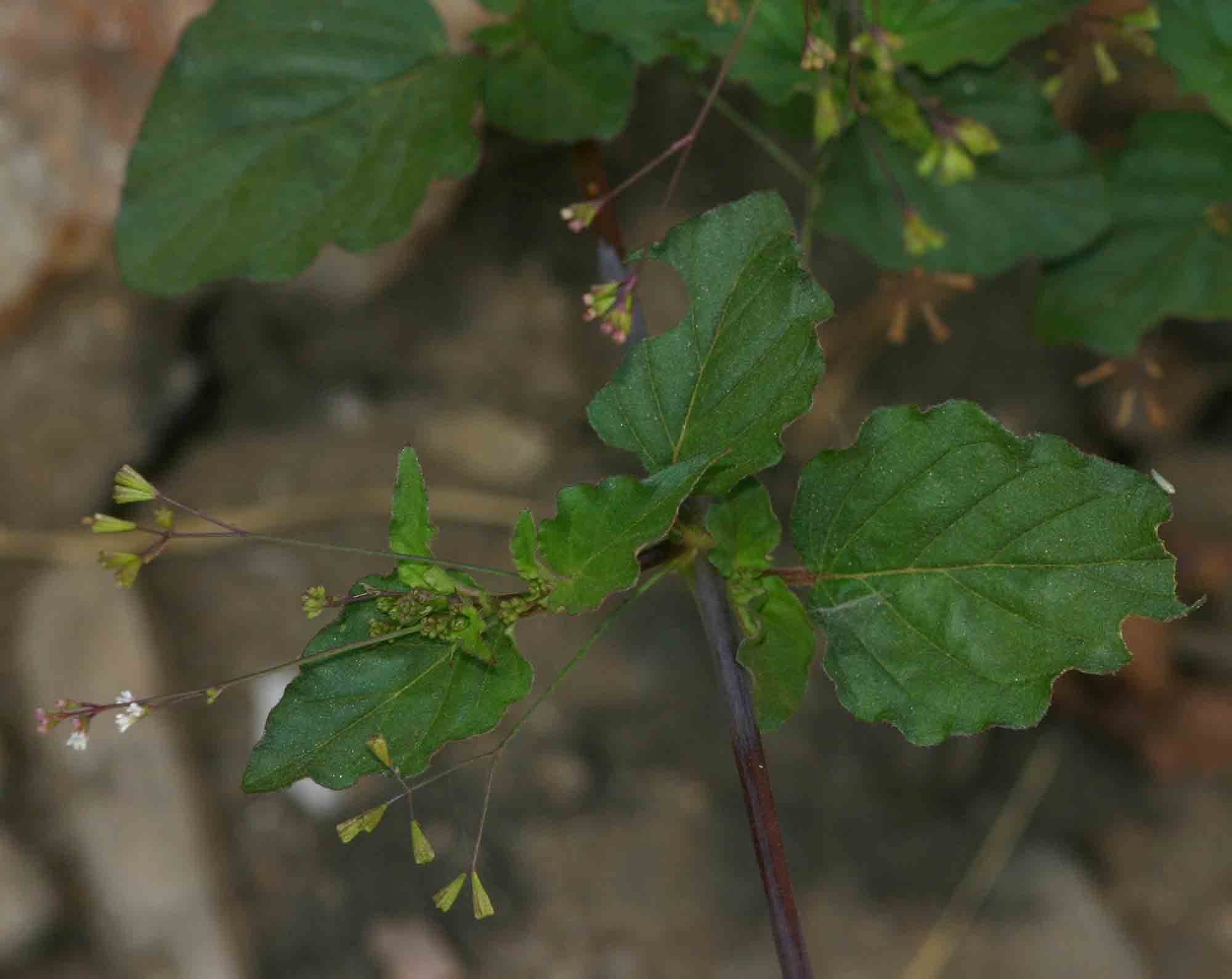 Boerhavia erecta Boerhavia erecta