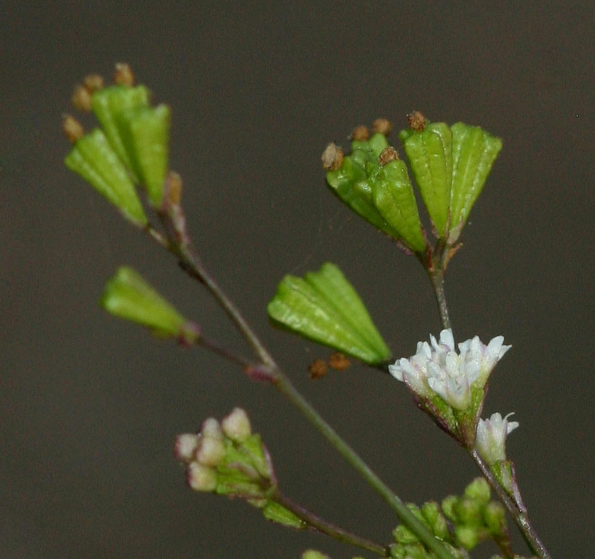 Boerhavia erecta Boerhavia erecta