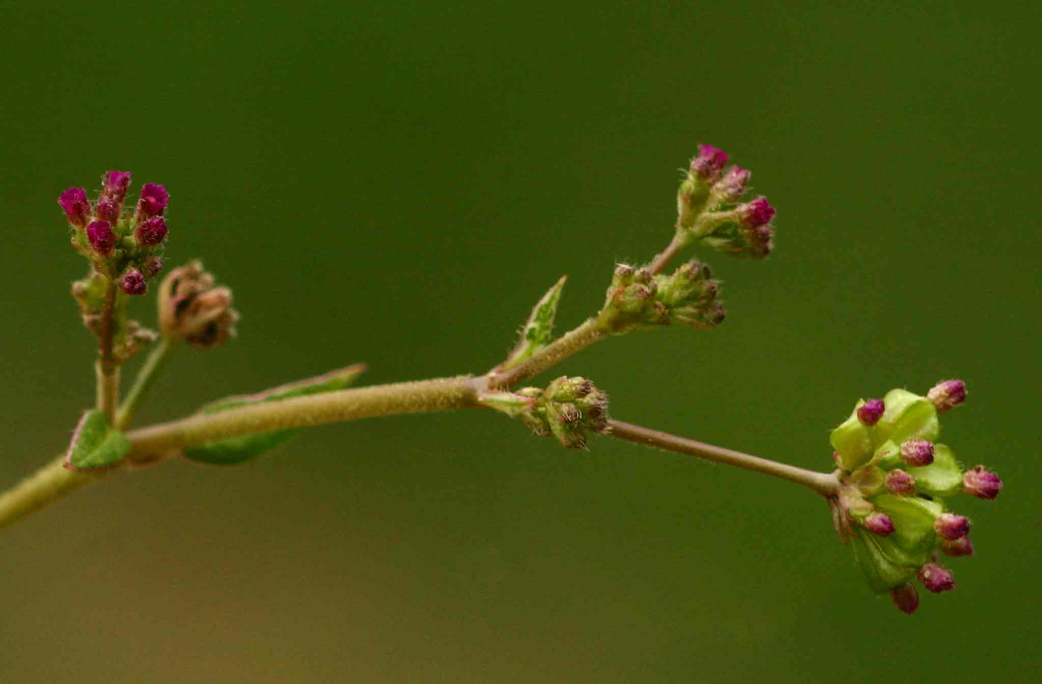 Boerhavia repens Boerhavia repens