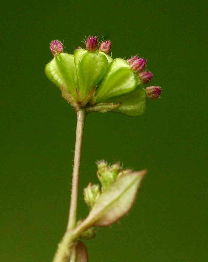 Boerhavia repens Boerhavia repens