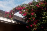 Bougainvillea sp. cultivar