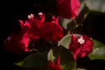 Bougainvillea sp. cultivar