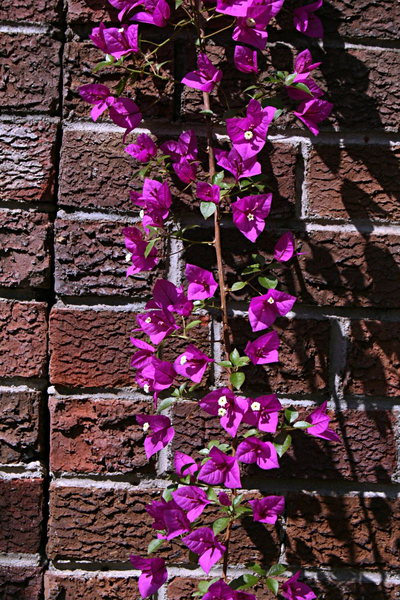 Bougainvillea sp. cultivar