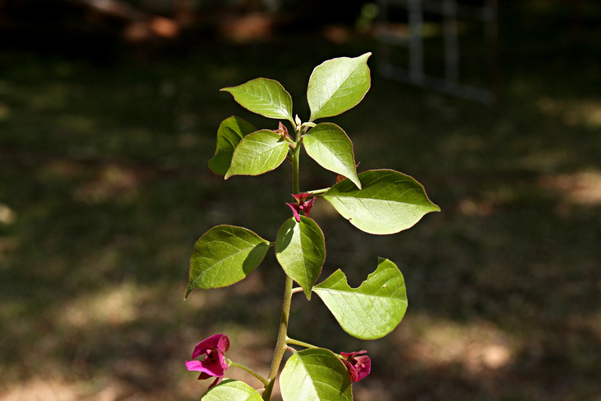 Bougainvillea sp. cultivar