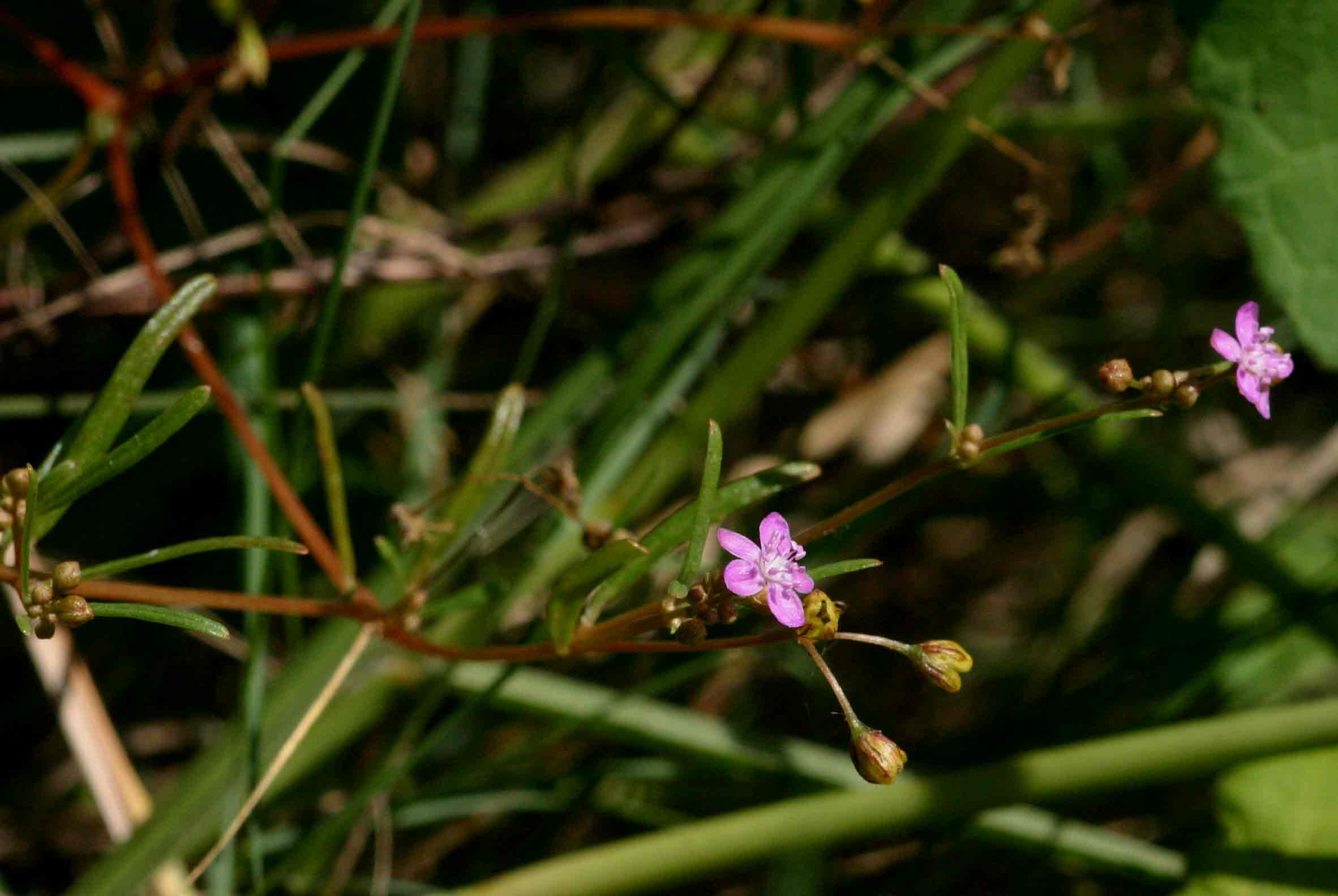 Gisekia africana