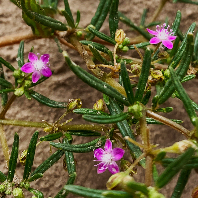 Gisekia africana Gisekia africana