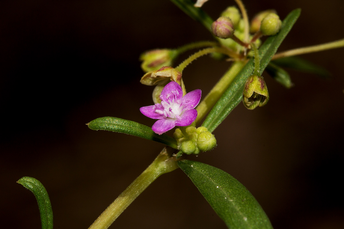 Gisekia africana Gisekia africana