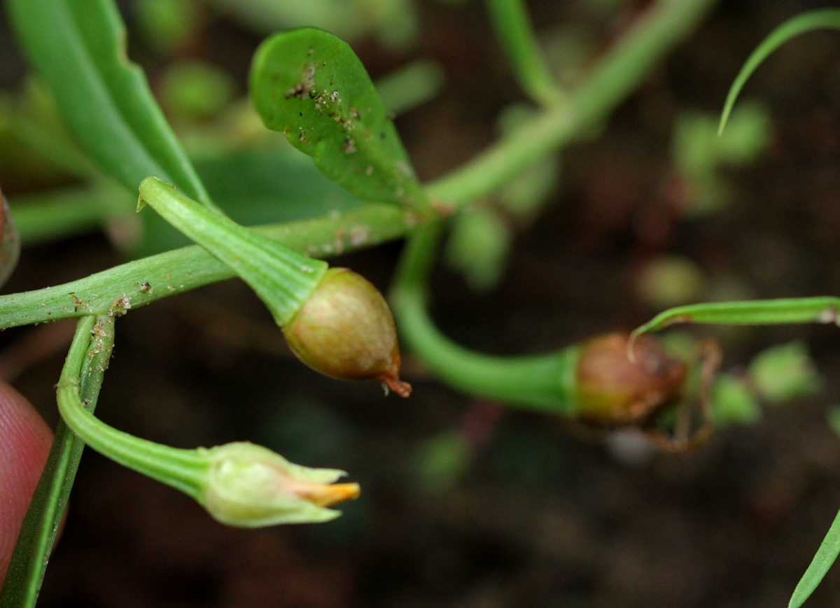 Talinum afrum Talinum afrum