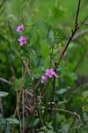 Talinum portulacifolium