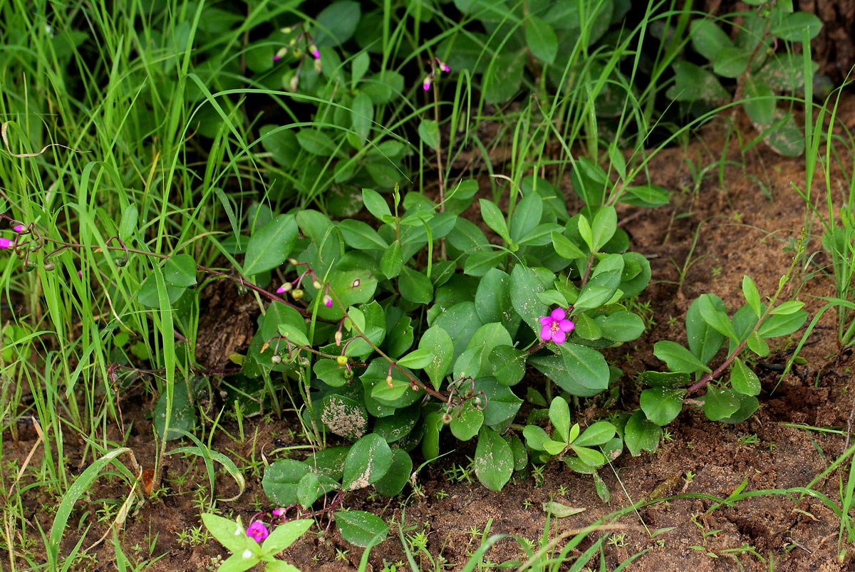 Talinum portulacifolium Talinum portulacifolium