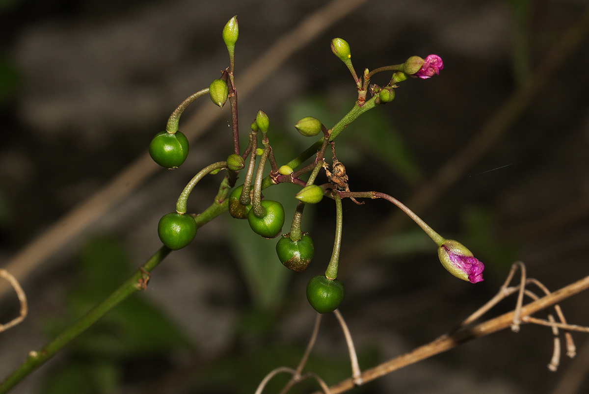 Talinum portulacifolium Talinum portulacifolium