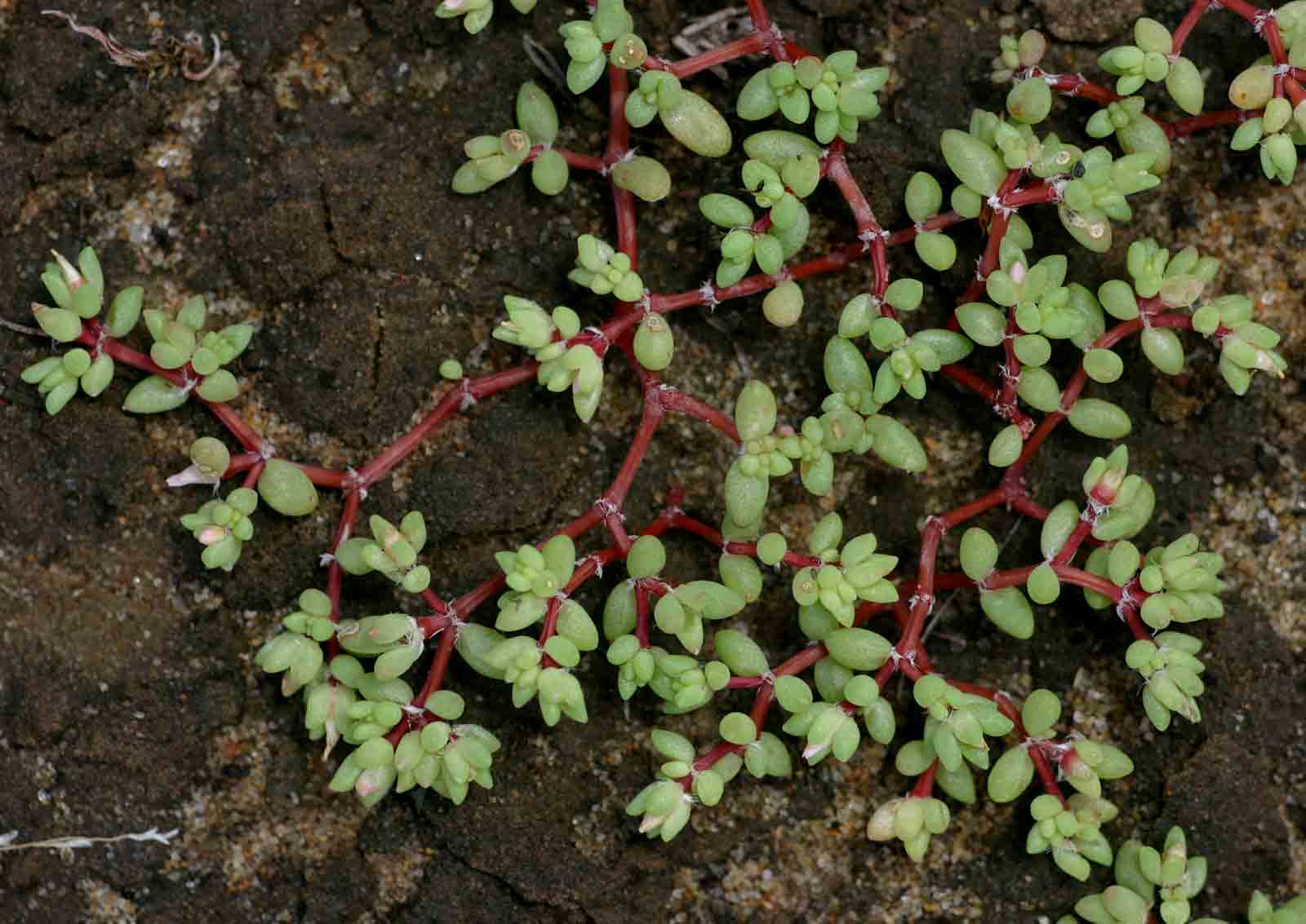 Portulaca hereroensis