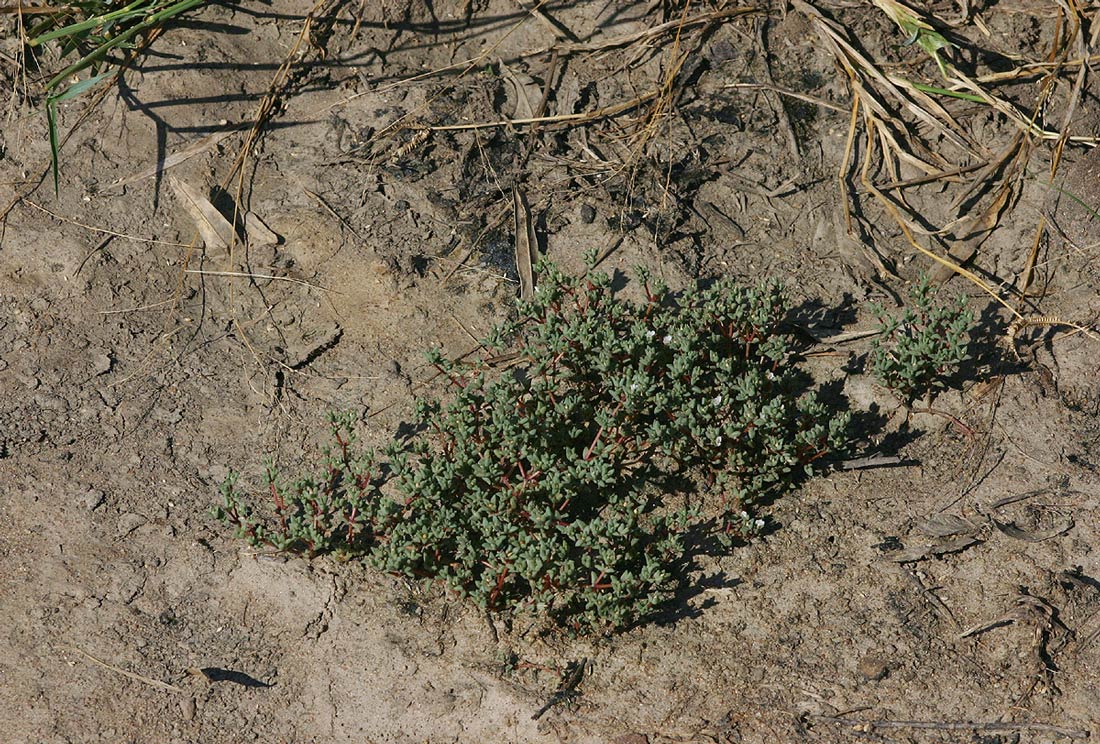 Portulaca hereroensis Portulaca hereroensis