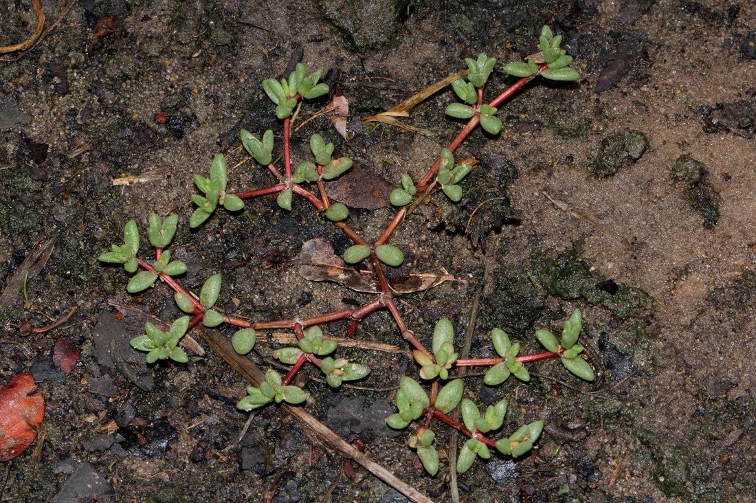 Portulaca hereroensis Portulaca hereroensis