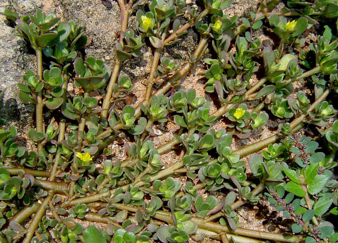 Portulaca oleracea Portulaca oleracea