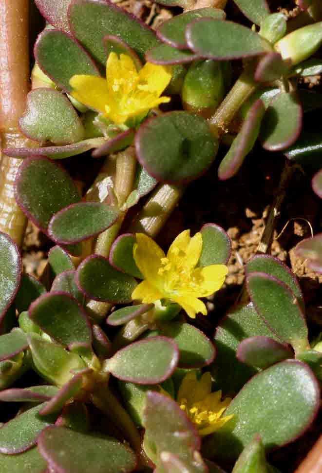 Portulaca oleracea Portulaca oleracea