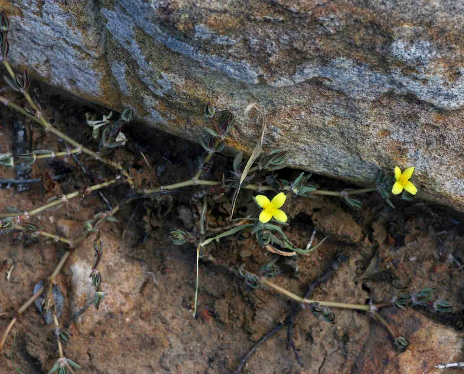 Portulaca quadrifida Portulaca quadrifida