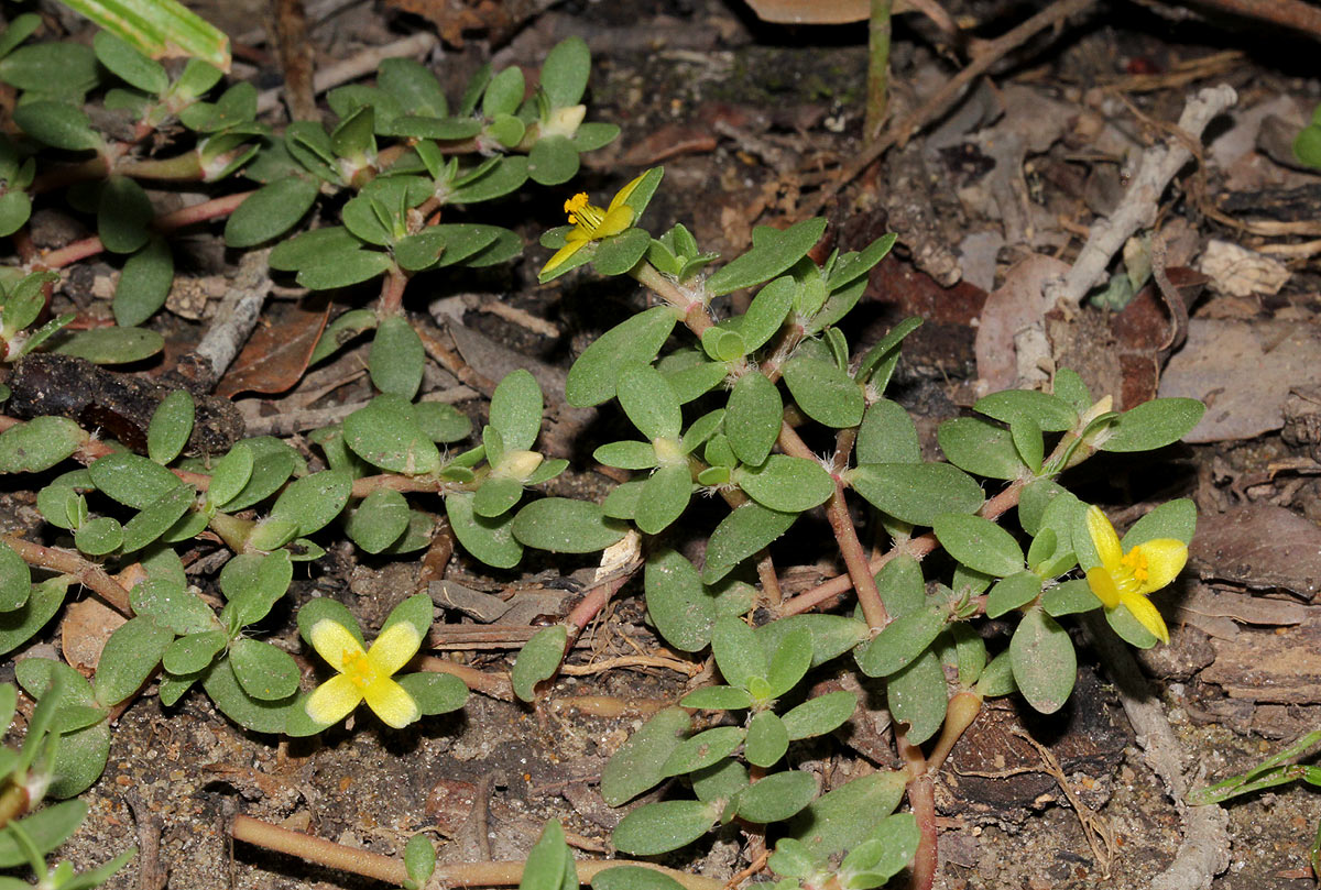 Portulaca quadrifida Portulaca quadrifida