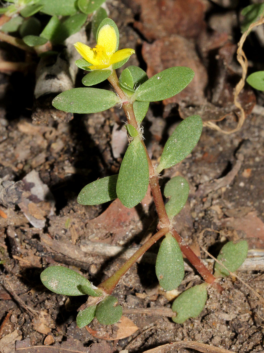 Portulaca quadrifida Portulaca quadrifida