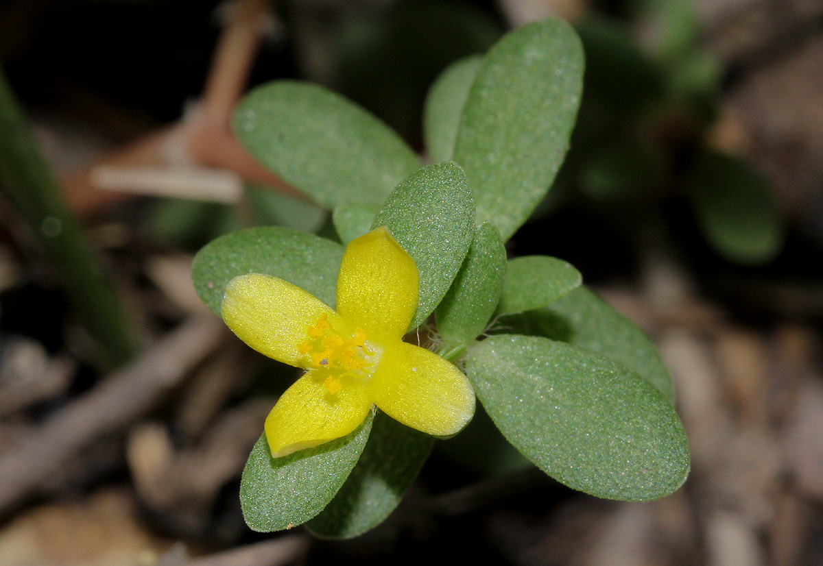 Portulaca quadrifida Portulaca quadrifida