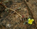 Portulaca quadrifida