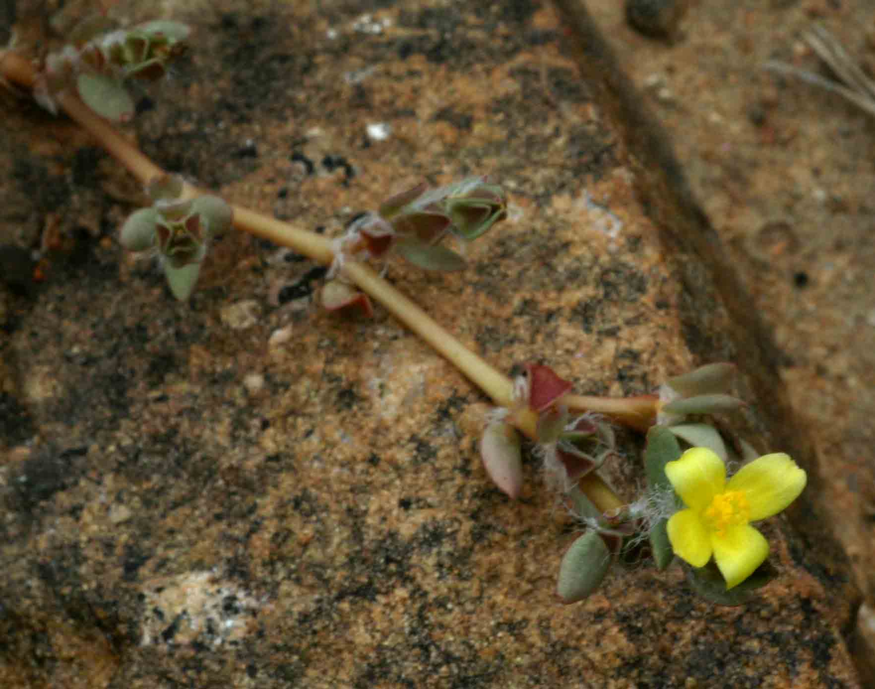 Portulaca quadrifida Portulaca quadrifida