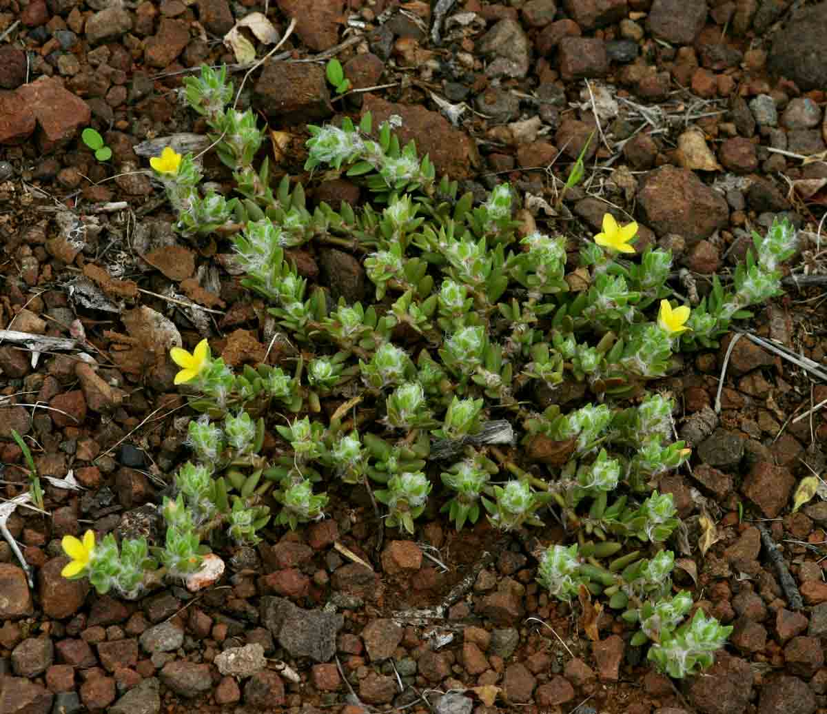 Portulaca quadrifida Portulaca quadrifida