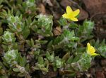 Portulaca quadrifida