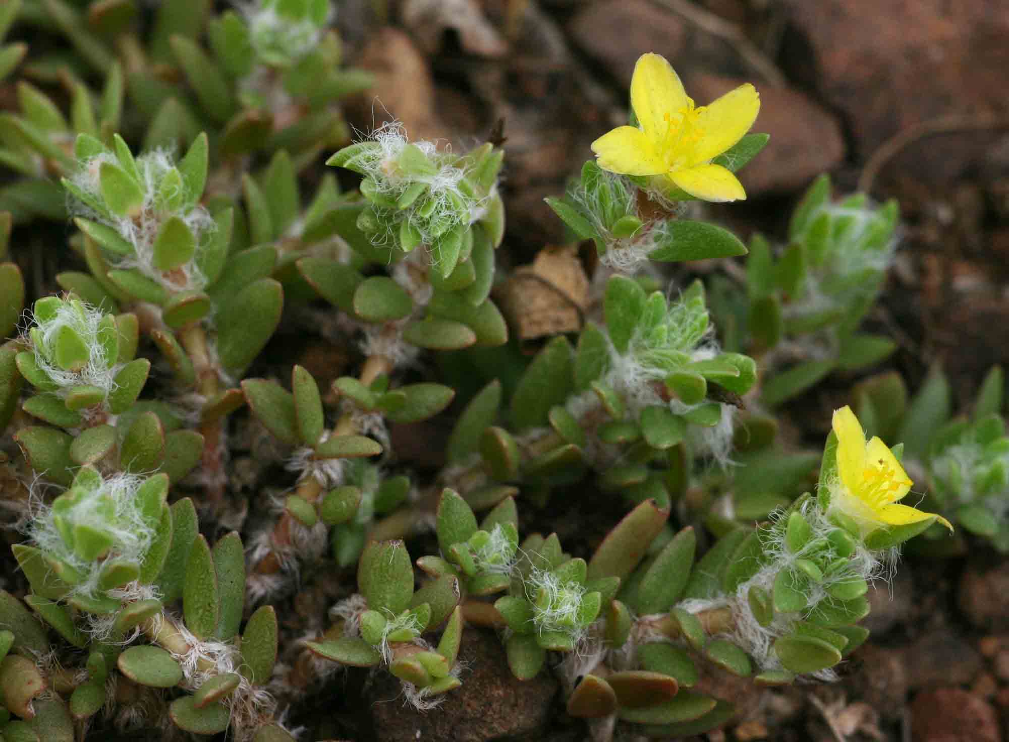 Portulaca quadrifida Portulaca quadrifida