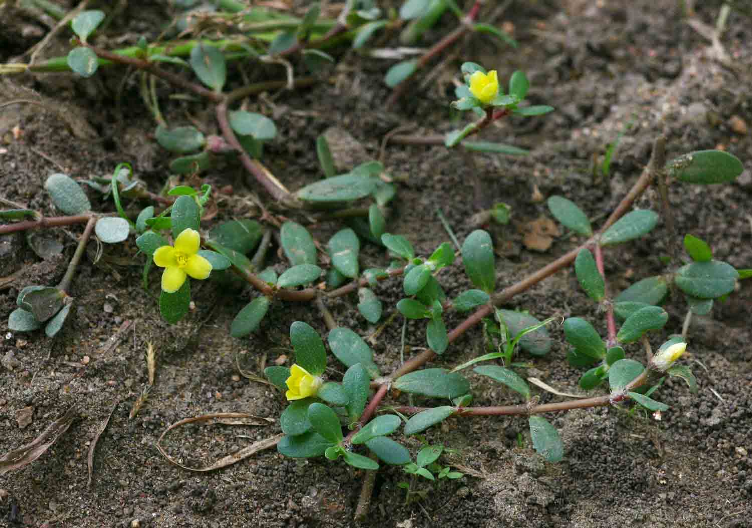 Portulaca quadrifida Portulaca quadrifida