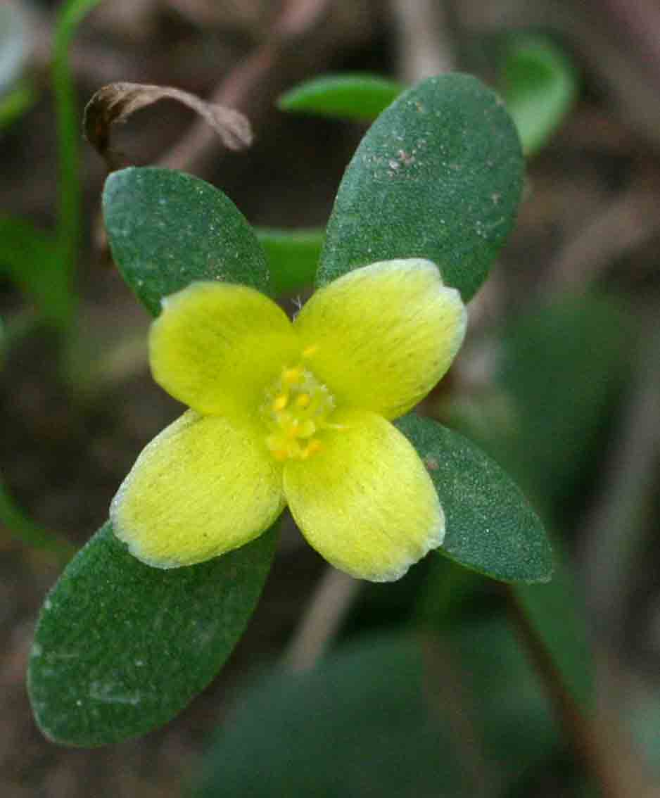 Portulaca quadrifida Portulaca quadrifida