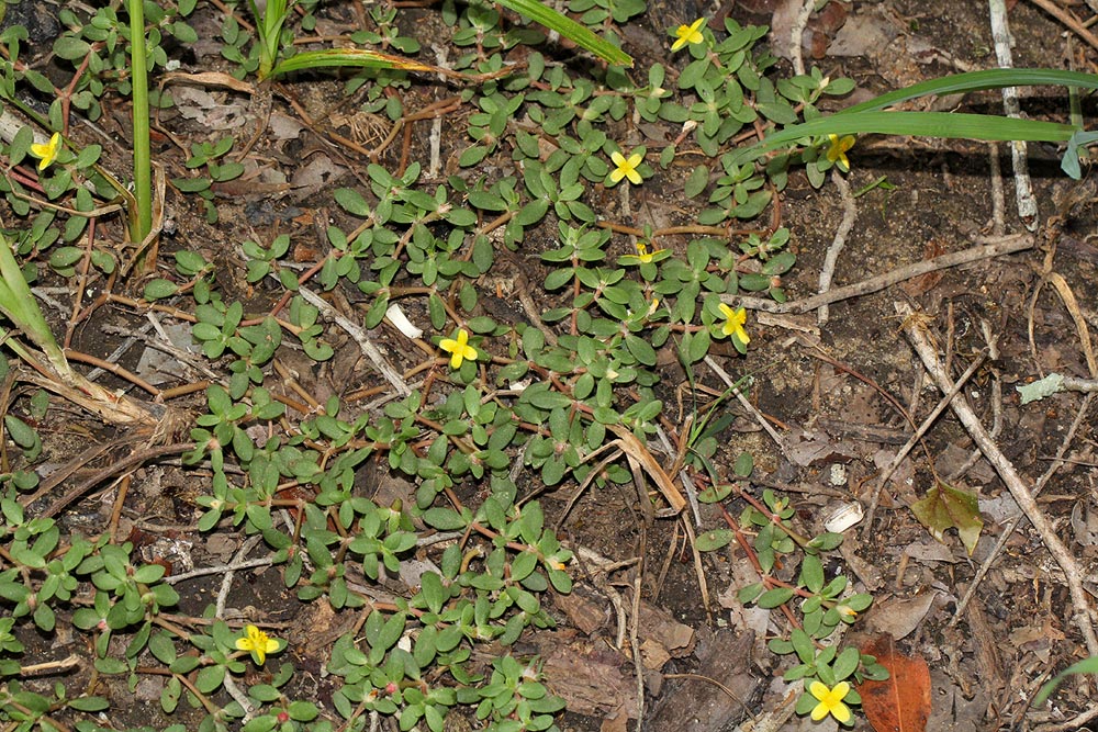 Portulaca quadrifida Portulaca quadrifida