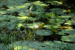 Nymphaea nouchali var. caerulea
