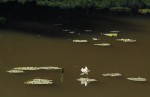 Nymphaea nouchali var. caerulea