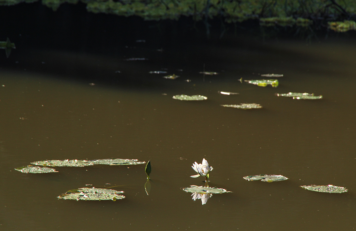 Nymphaea nouchali var. caerulea Nymphaea nouchali var. caerulea