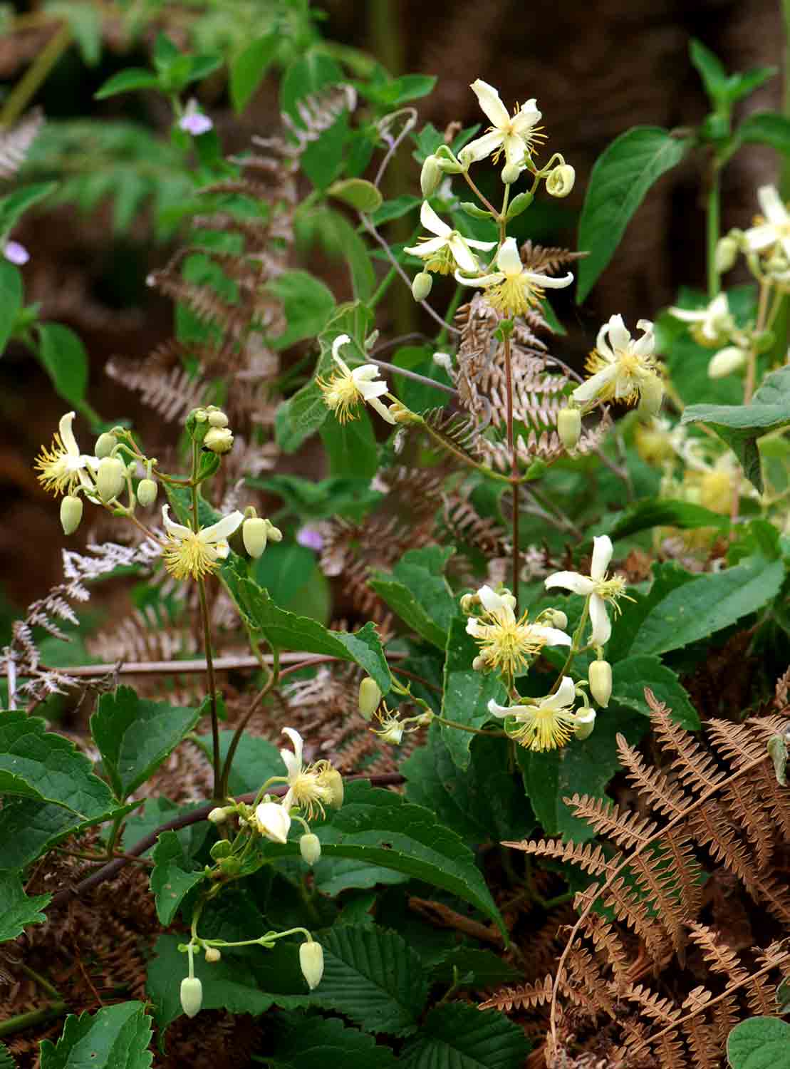Clematis brachiata Clematis brachiata