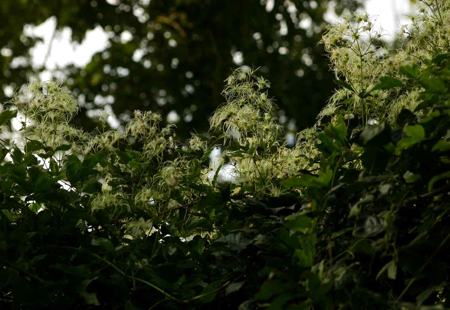 Clematis brachiata Clematis brachiata