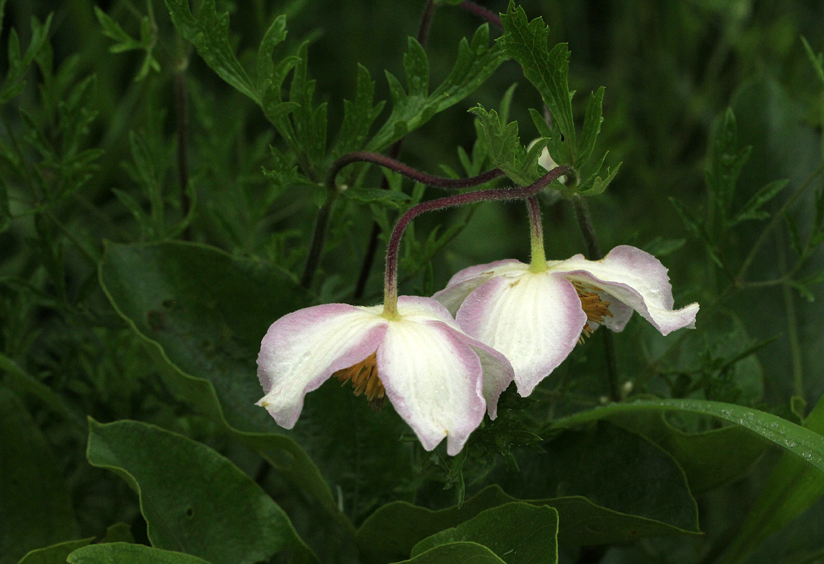 Clematis villosa subsp. stanleyi Clematis villosa subsp. stanleyi