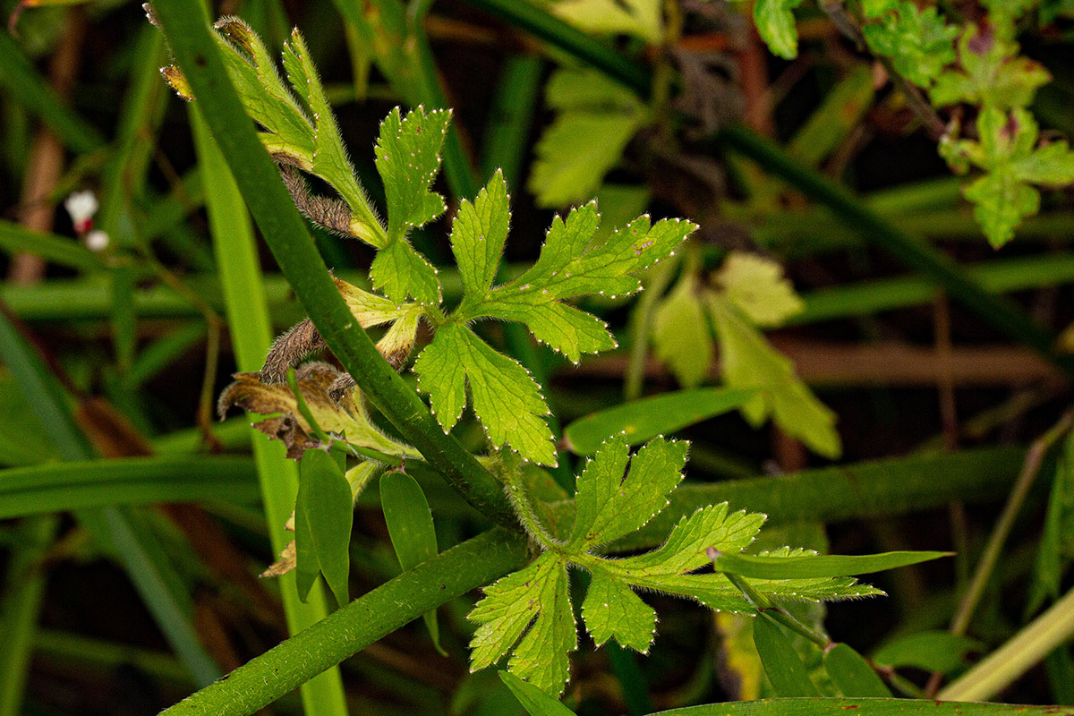Ranunculus multifidus Ranunculus multifidus