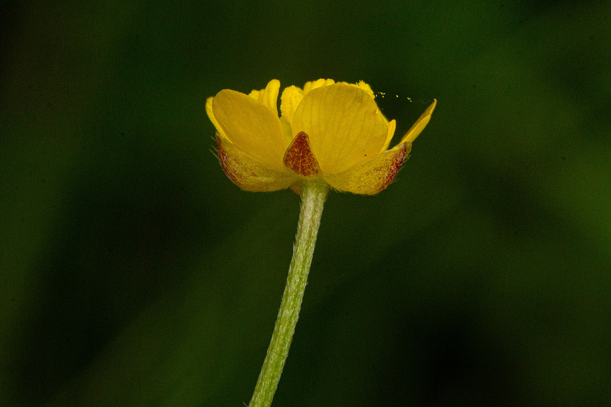 Ranunculus multifidus Ranunculus multifidus