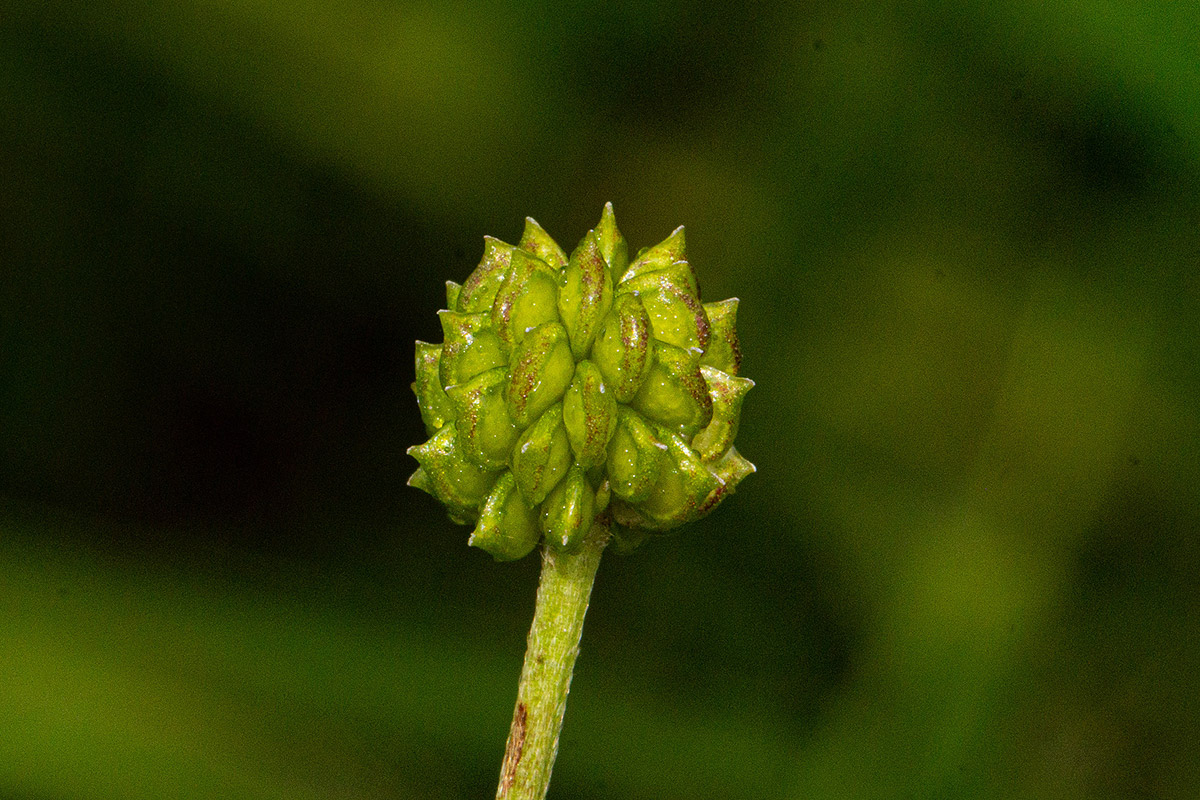 Ranunculus multifidus Ranunculus multifidus