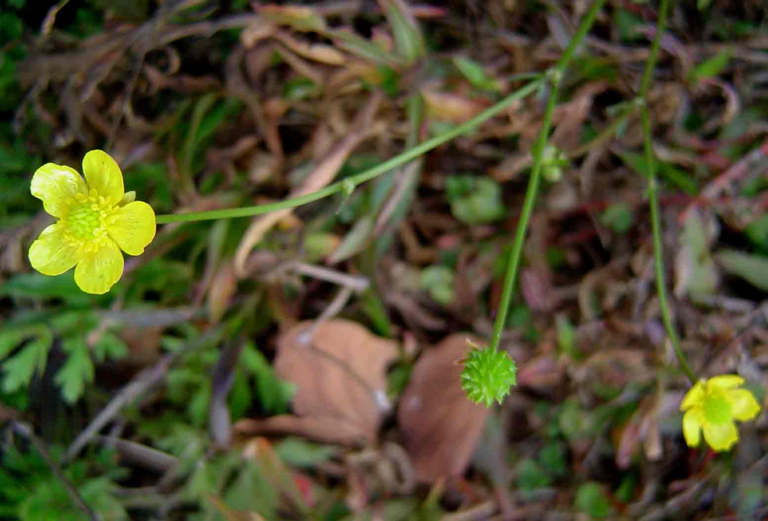 Ranunculus multifidus Ranunculus multifidus
