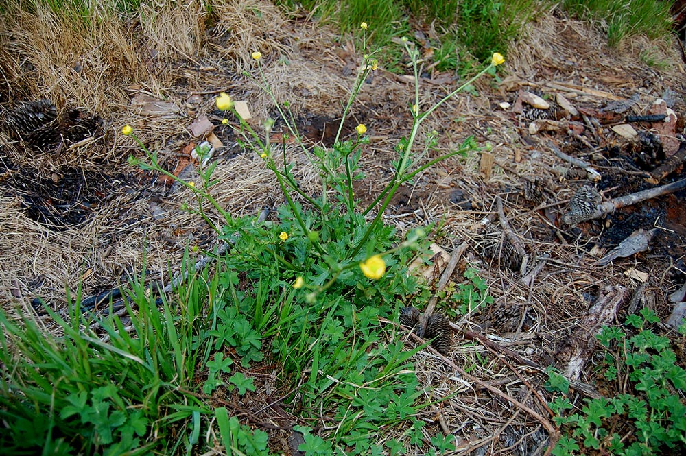 Ranunculus multifidus Ranunculus multifidus