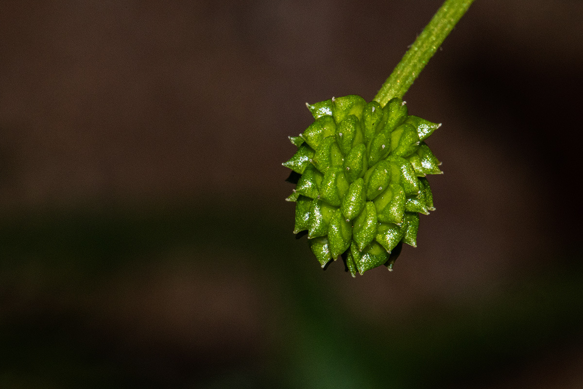 Ranunculus multifidus Ranunculus multifidus