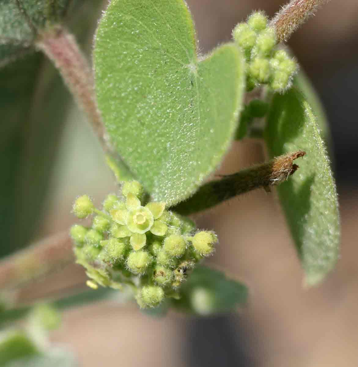 Cissampelos mucronata Cissampelos mucronata