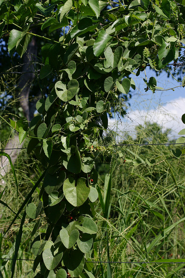 Cissampelos mucronata Cissampelos mucronata