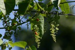 Cissampelos mucronata