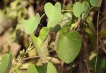Cissampelos mucronata