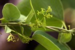 Cissampelos mucronata
